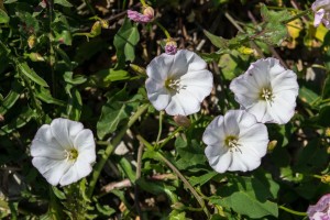 1slak NAJZNAČAJNIJIKOROVIUMRKVIChromosAgrod.d.image