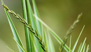 2pirika NAJZNAČAJNIJIKOROVIUMRKVIChromosAgrod.d.image