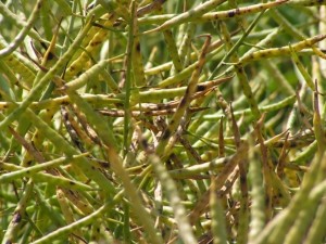 CRNA PJEGAVOST LIŠĆA I KOMUŠKI (Alternaria spp.) Chromos Agro d.d.