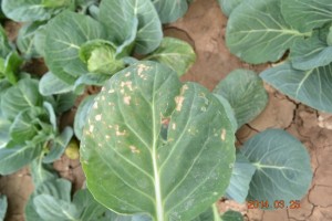 PLAMENJAČAKUPUSA(Peronosporaparasitica)ChromosAgrod.d.image