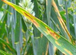 PJEGAVOST LIŠĆA PŠENICE  (Septoria tritici)