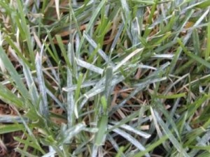 SIVAPLIJESANIPEPELNICAChromosAgrod.d.image