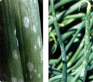 SIVAPLIJESANIPEPELNICAChromosAgrod.d.image