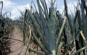 SIVAPLIJESANIPEPELNICAChromosAgrod.d.image