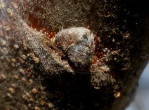 OLYMPUS DIGITAL CAMERA CRVENIVOĆNIPAUK(JAJAILIČINKE)ChromosAgrod.d.image