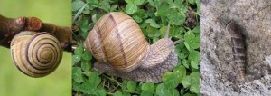 puzevi1 PUŽEVI(Gastropoda)ChromosAgrod.d.image