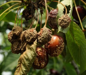 MONILIJA(SUŠENJERODNIHGRANČICA),TRULEŽPLODAChromosAgrod.d.image