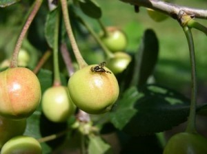TREŠNJINAMUHA(Rhagoletiscerasi)ChromosAgrod.d.image
